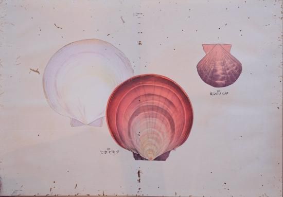 貝千種 全4冊揃い Kai Sensyu vol.1～4 Various shellfish - 赤尾照文