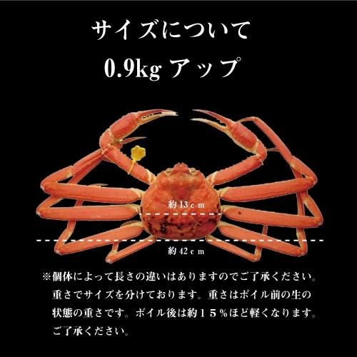 越前がに 0.9kg 1杯 未冷凍 かに カニ 蟹