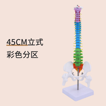 脊柱模型品牌及商品- 京东