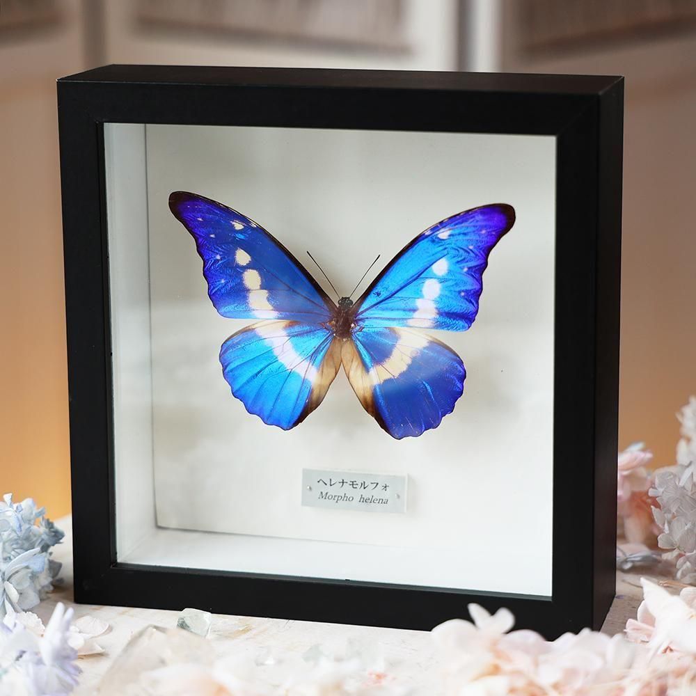 蝶標本「ヘレナモルフォ」 - 海福雑貨通販部
