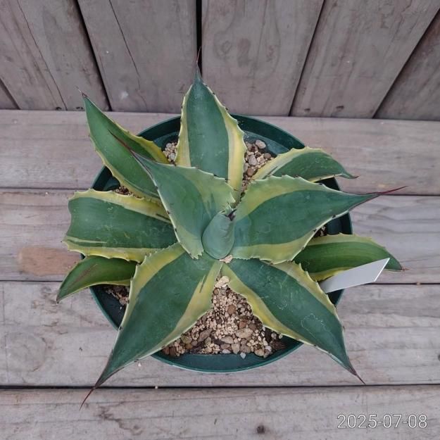 現品販売ID:AOO-001】アガベ オバティフォリアオルカ18cmスリット鉢