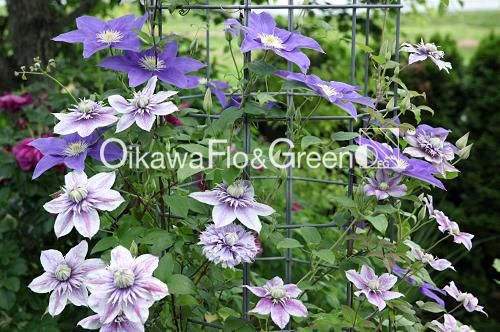 クレマチス専門ナーセリー 及川フラグリーン 藤の川