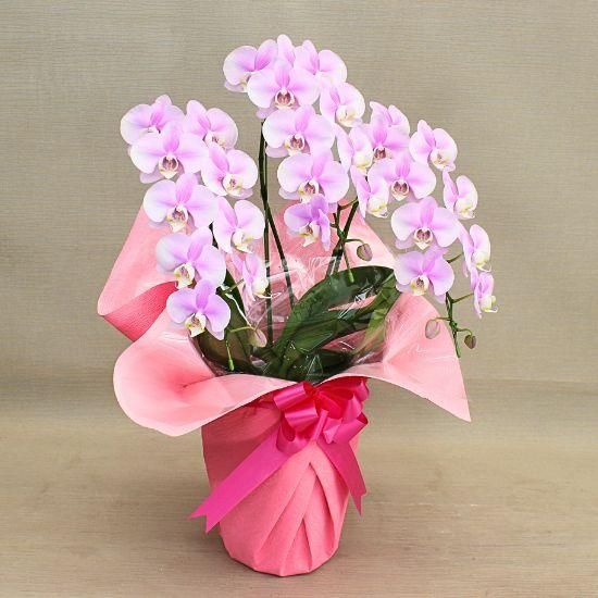 ミディ胡蝶蘭 シャイニーピンク 3本立 ロングWAVE鉢 - 胡蝶蘭専門店 Lian