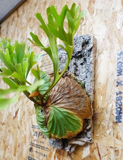 ビカクシダ リドレイ | コルク付き - 観葉植物・多肉植物の販売、通販