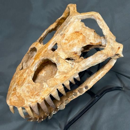 即納☆発掘証明書☆プレシオサウルス スカル 化石☆海生爬虫類 頭骨