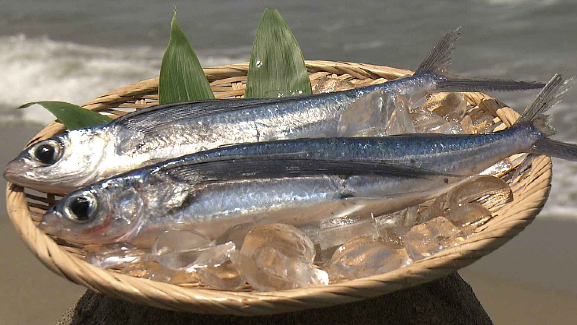 2種類の漁に密着!トビウオ 〜鳥取〜 | うまいッ! | NHK
