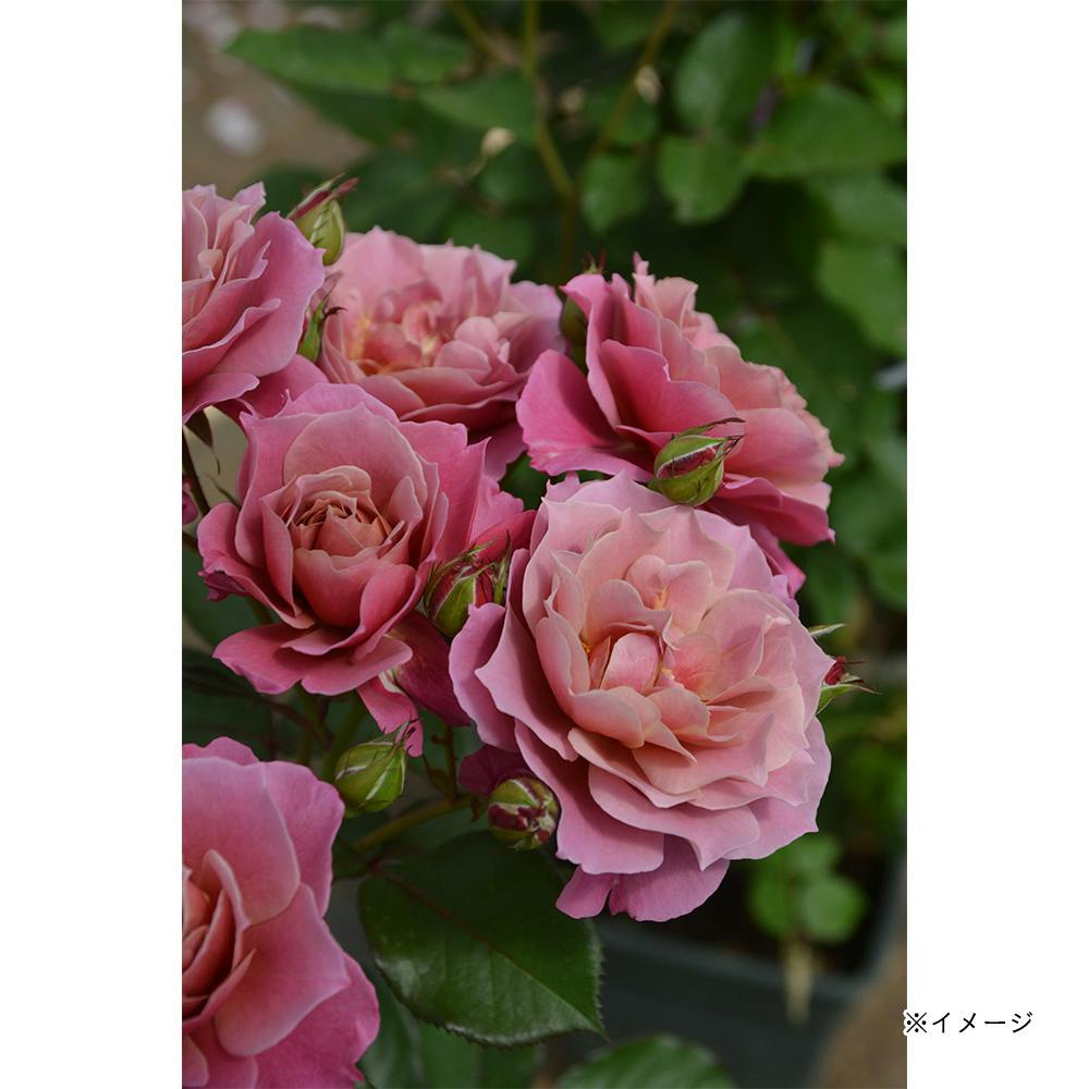 2025年バラ苗予約販売】葵の上 | 花＆グリーン 通販 | ホームセンター