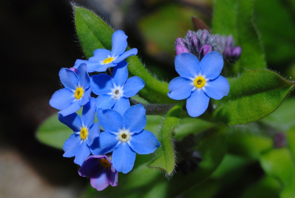 Wood Forget-me-not (Buxton Blue/Purple Flowering Plants) · iNaturalist