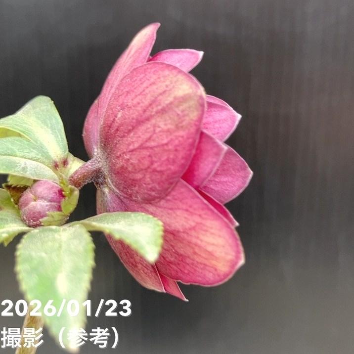 お買い得一点物咲き進み株】加藤農園 クリスマスローズ グロッシー