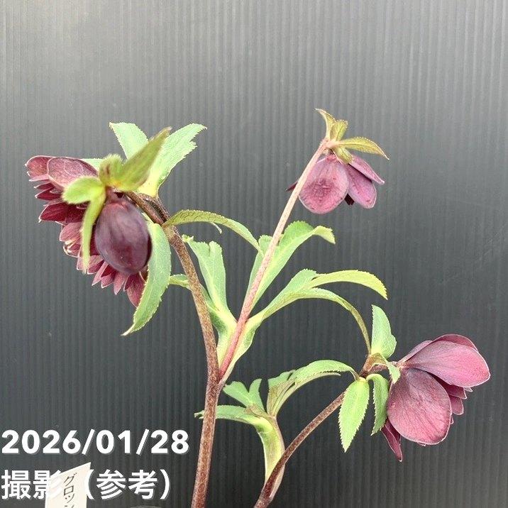 お買い得一点物咲き進み株】加藤農園 クリスマスローズ グロッシー