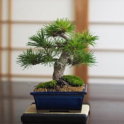 小品盆栽 四国黒松 盆栽 ミニ盆栽 鉢植 : 盆栽妙 ヤフー店 - 通販