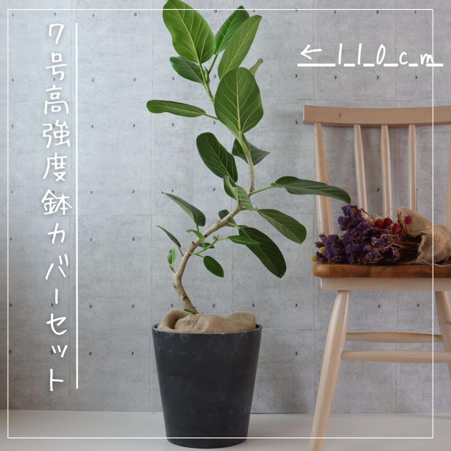 フィカス ベンガレンシス 曲がり S字 仕立て ゴムの木 お祝い ギフト