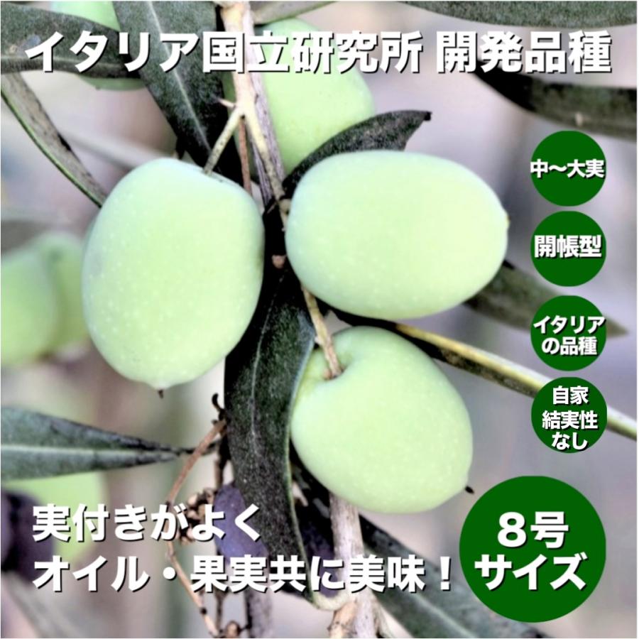 小倉園 オリーブ・I-77(アイ・セブン・セブン) 8号鉢 オリーブの木