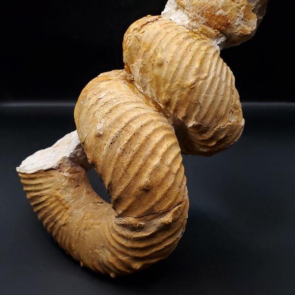 希少 異常巻き アンモナイト 化石 本物 フランス産 250mm プレゼント