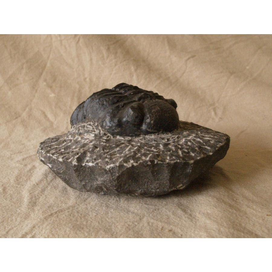 稀少珍品 デボン紀 三葉虫化石 奇形 母岩付14cm1.1kg Trilobite