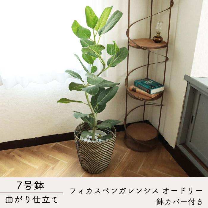 FlowerKitchen 観葉 曲がり仕立て フィカス ベンガレンシス オードリー