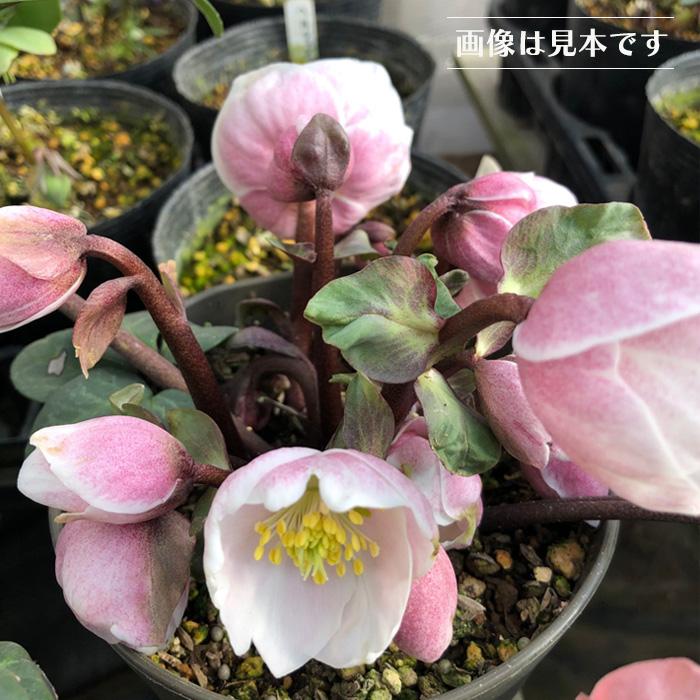 クリスマスローズ ピンクニゲル 広瀬園芸さん 4.5号鉢 送料無料 鉢花