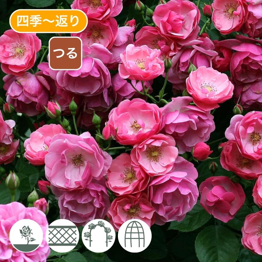 バラ苗 大苗 2026 アンジェラ Angela 国産ノイバラ台木使用 : コマツ