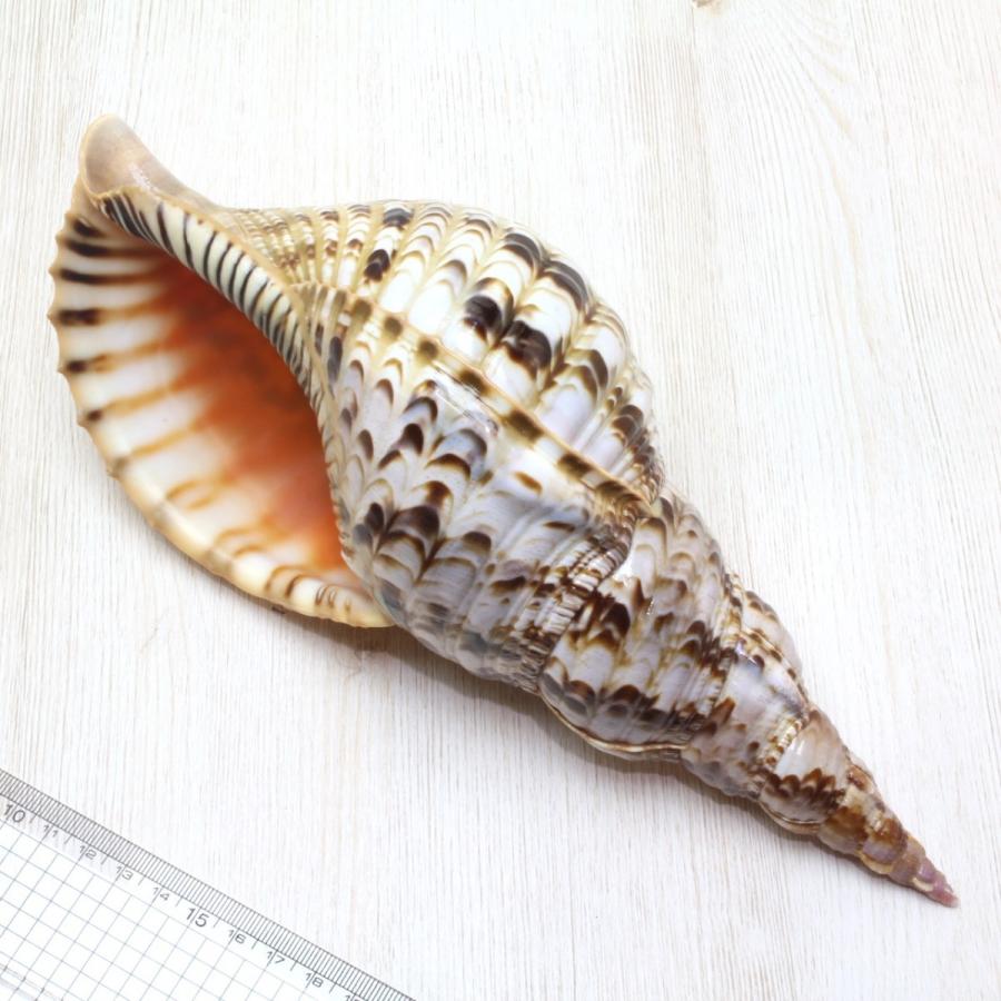ホラ貝（法螺貝）Mサイズ 貝殻 約28〜30cm ホラガイ インテリア