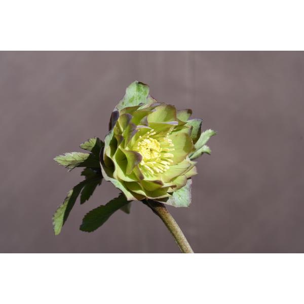 クリスマスローズ開花株 DDバイカラーグリーン 143 現品限り : 金井