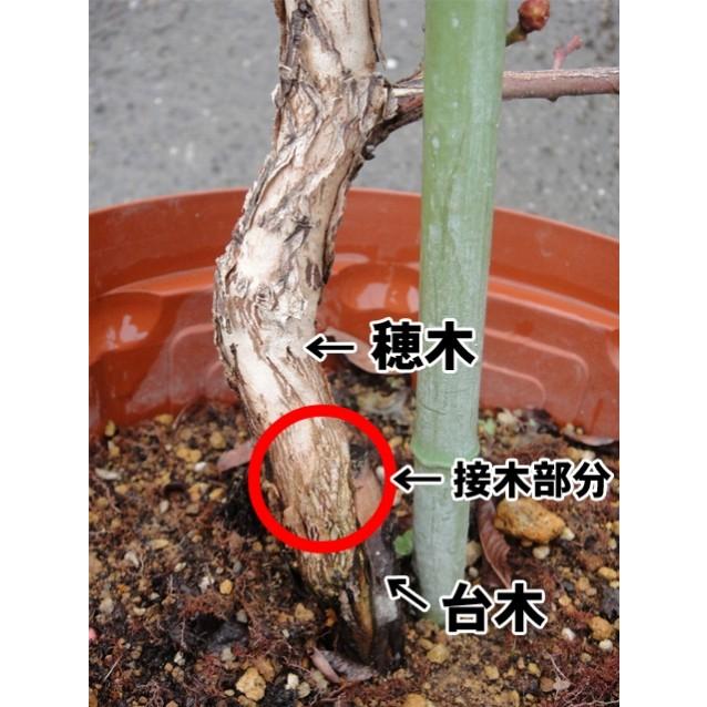 チャンドラー ノーザンハイブッシュ系 3年生接木大苗 ブルーベリー苗木