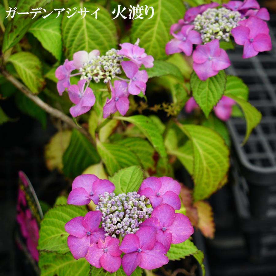 紫陽花 ガーデンアジサイ 火渡り 5号ポット苗 : 苗木部 花ひろば