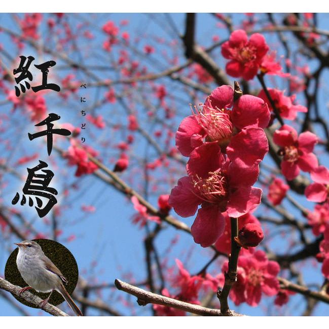 紅千鳥 花梅 紅梅 2年生接木ポット苗 観賞花木 : 苗木部 花ひろば