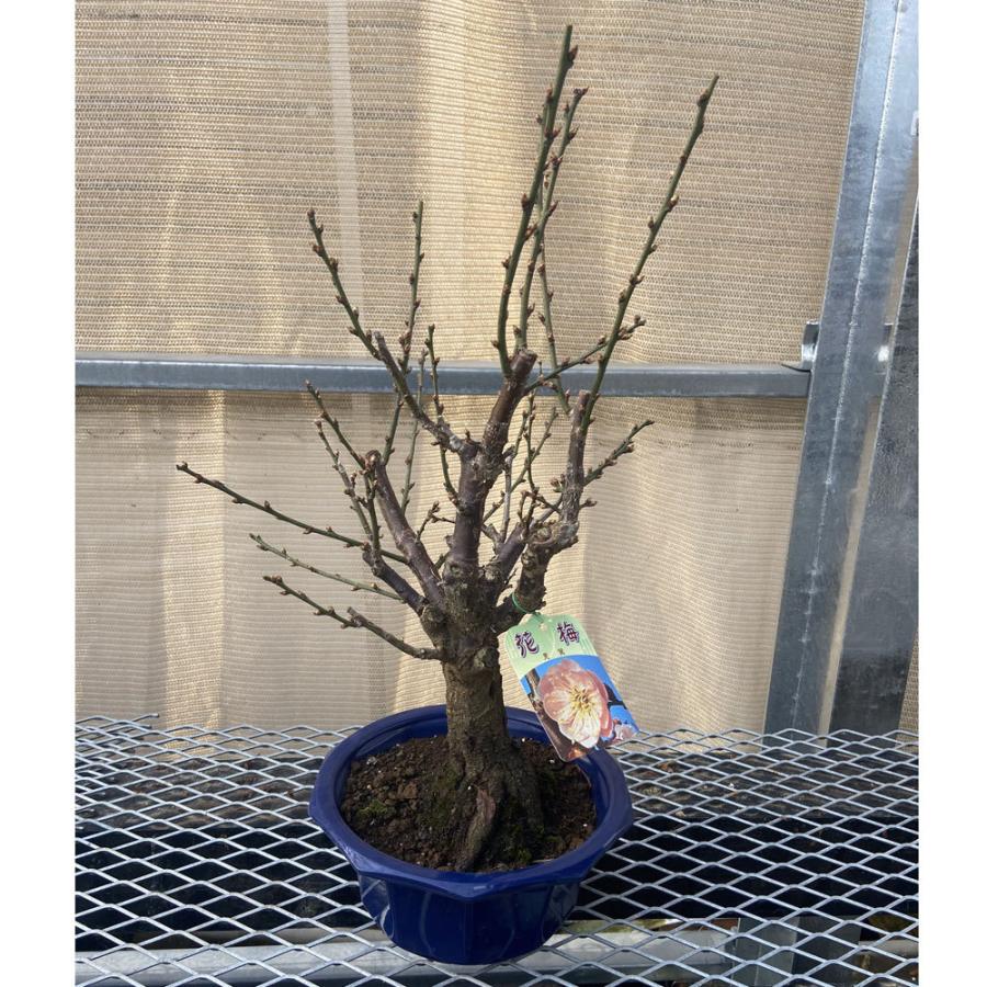 現品】花梅盆栽 見驚（けんきょう）6号プラ鉢 : 植物・園芸専門店 花育