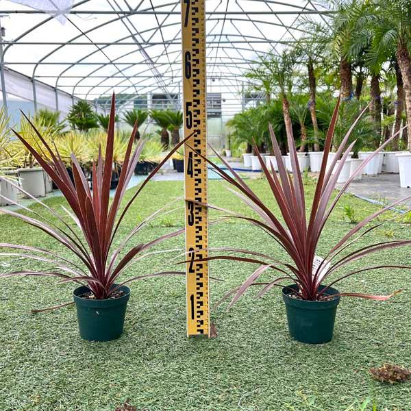 2026年3月】コルジリネ（観葉植物）のおすすめ人気ランキング - Yahoo