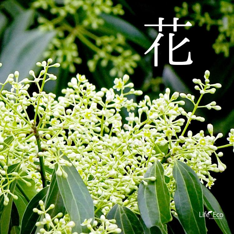 観葉植物 大型 シナモン（セイロンニッケイ） / 10寸・約W60cm×H160cm