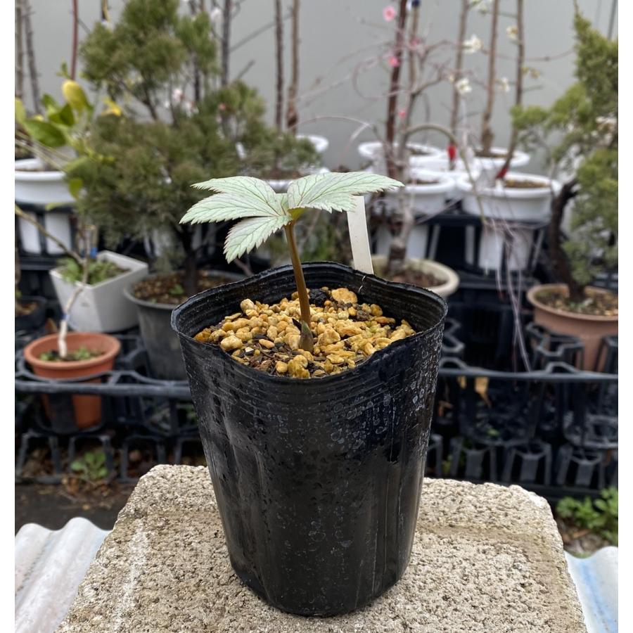 幻の原種クリスマスローズ チベタヌス（国内生産 実生苗）3寸ポット