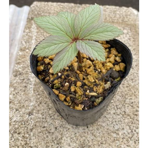 幻の原種クリスマスローズ チベタヌス（国内生産 実生苗）3寸ポット