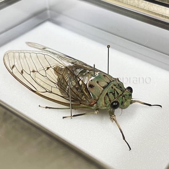 昆虫標本 ミンミンゼミ メタリック調ライトフレーム : ソプラノYahoo