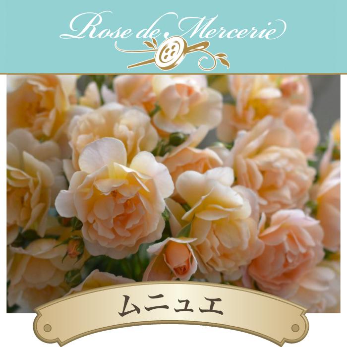 送料無料 ムニュエ 新苗4号鉢 鉢植え バラ 薔薇 河本バラ園 メルスリー