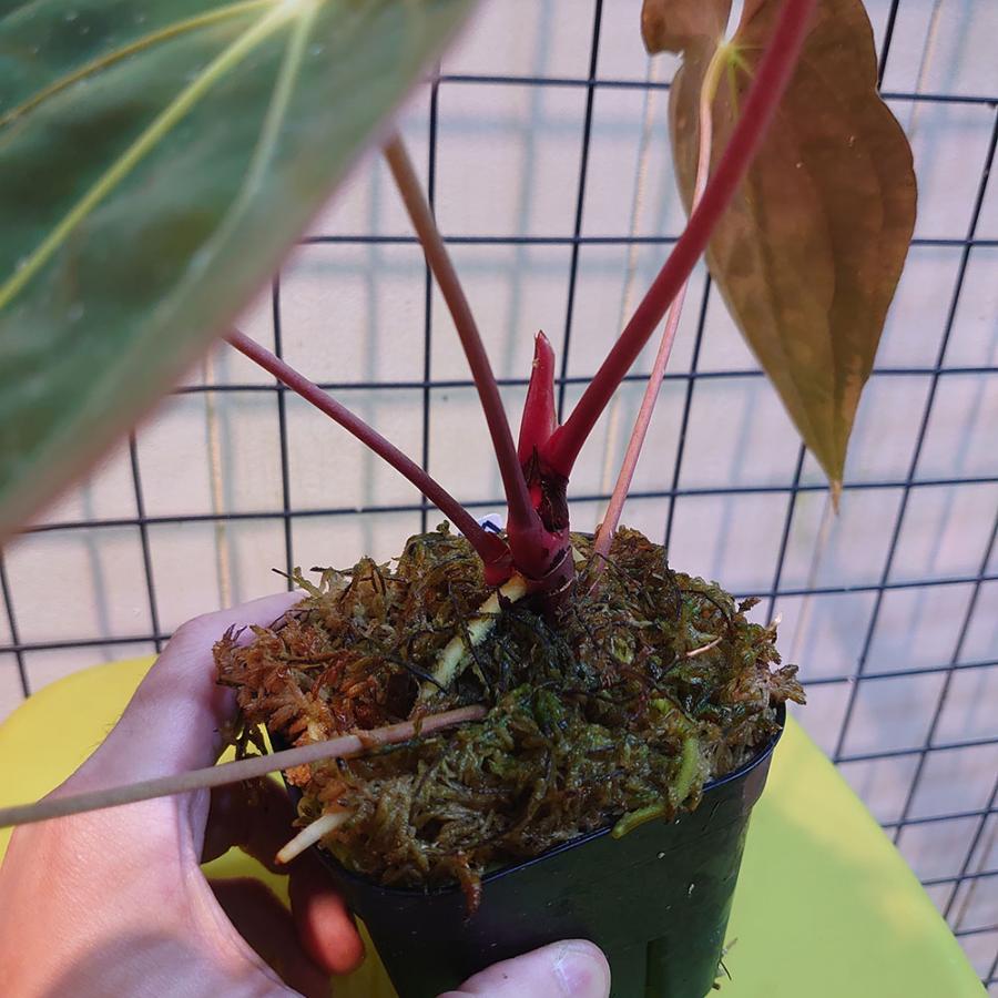 アンスリウム パピリラミナム Anthurium Papillilaminum : サイエンス