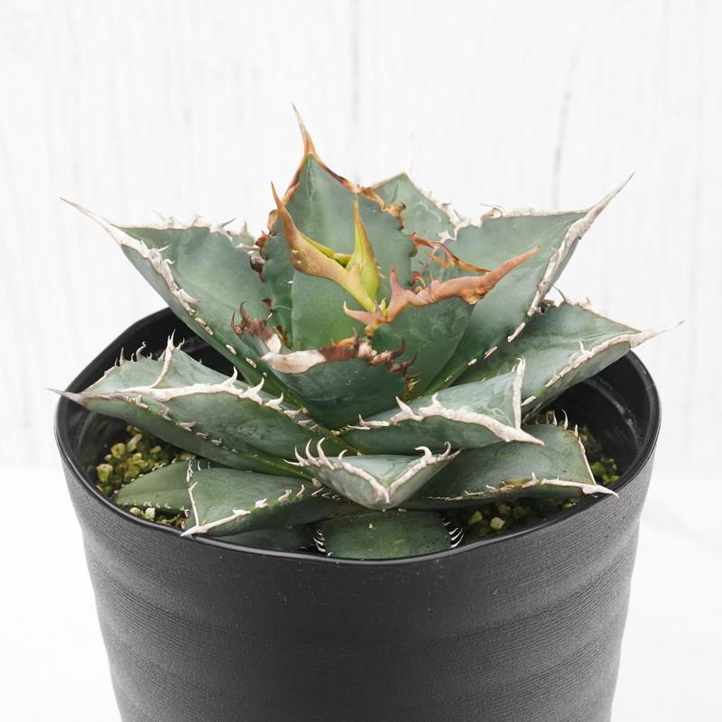 アガベ・チタノタ 海王 4.5号鉢 : 四国ガーデン - 通販 - Yahoo