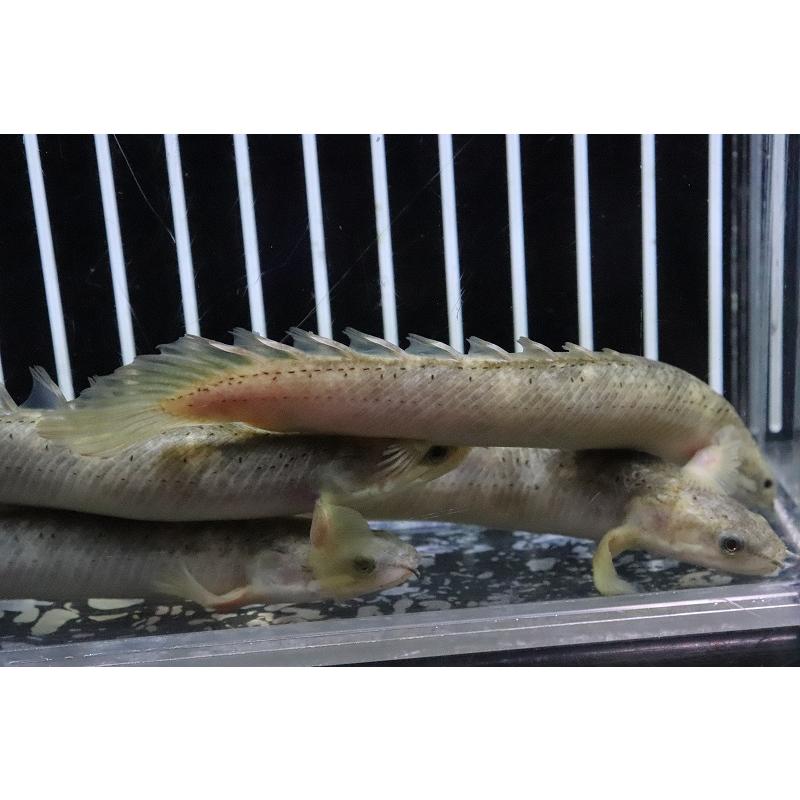 淡水魚】 超激レア ポリプテルス セネガルスマーブル ハイブリッド