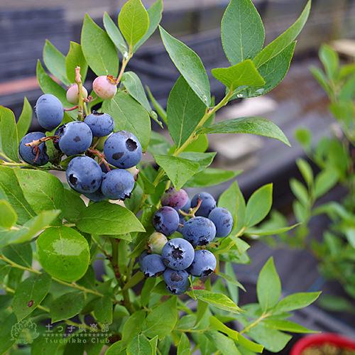 ブルーベリー 『 ラビットアイ系 』 （ 2年生 ） 3.5号ポット苗