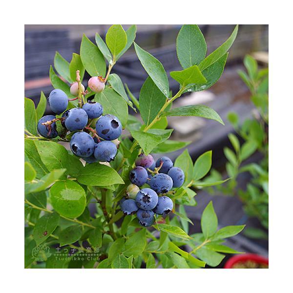 ブルーベリー 苗木 （ 3年生 ） 4.5号ポット苗 【 送料無料 】 2個