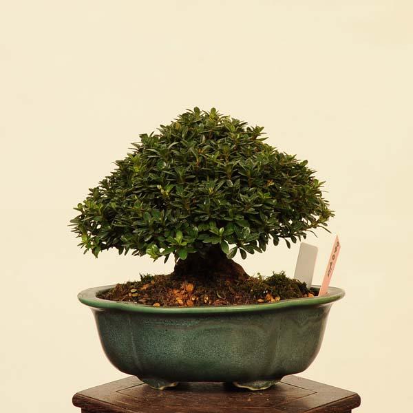 盆栽 特選：皐月(明美の月)現品*さつき サツキ Satsuki bonsai 小品
