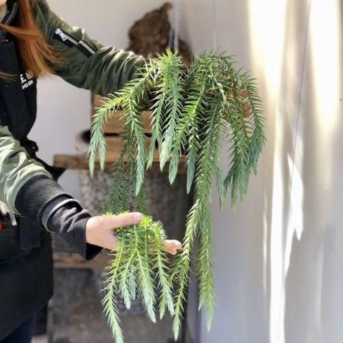 観葉植物:フペルジア ゴエベリー*吊り鉢 : 遊恵盆栽 Yahoo!店 - 通販