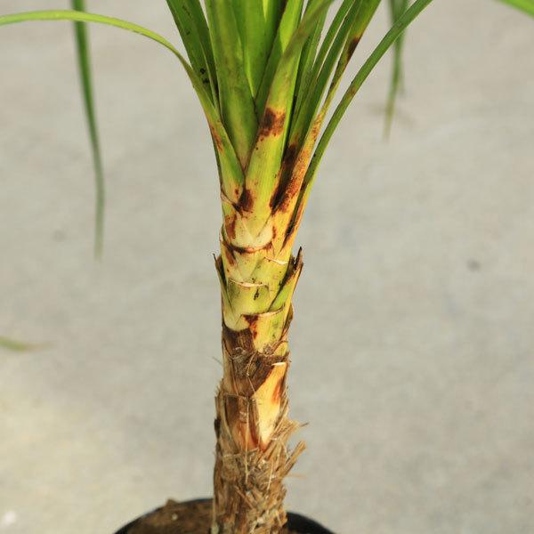 庭木 植木：ドラセナ（ニオイシュロラン）コルジリネ・オーストラリス