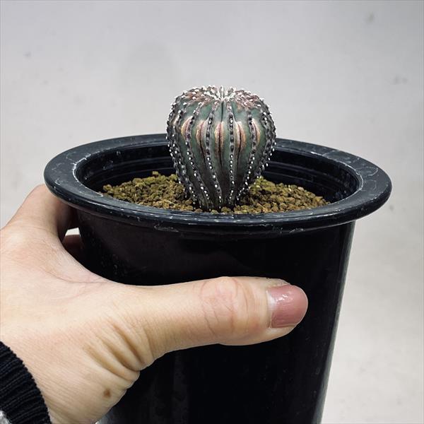 サボテン：ゲオヒントニア メキシカーナ 実生*幅3.5cm 現品！一品