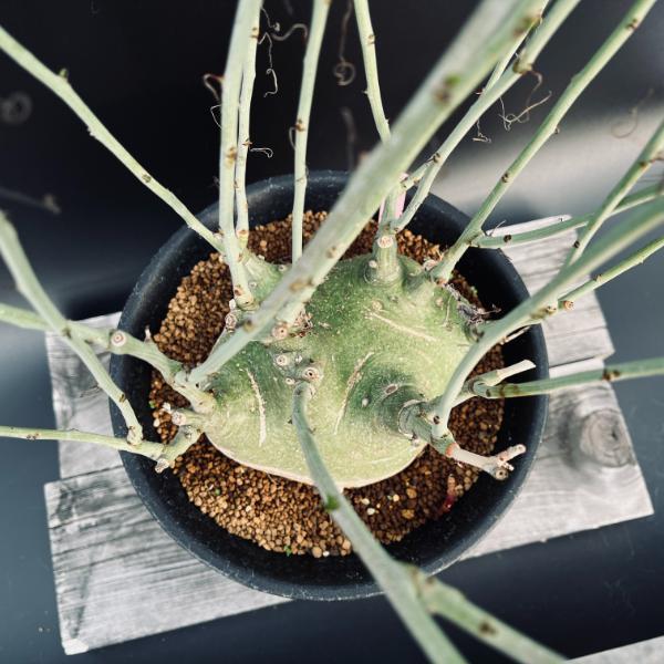 アデニアグラウカ 幹幅6.0cm 実生 美しい樹形 塊根植物 コーデックス