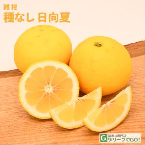 オレンジ 苗木 【日向夏 （ひゅうがなつ）】 3年生 接ぎ木 約1.0m 大苗