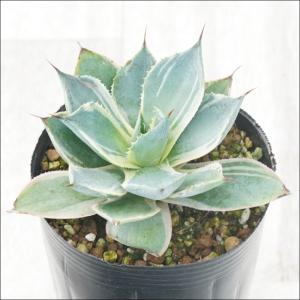 多肉植物：アガベ 吉祥冠錦 覆輪*S 幅9cm : 遊恵盆栽 Yahoo!店