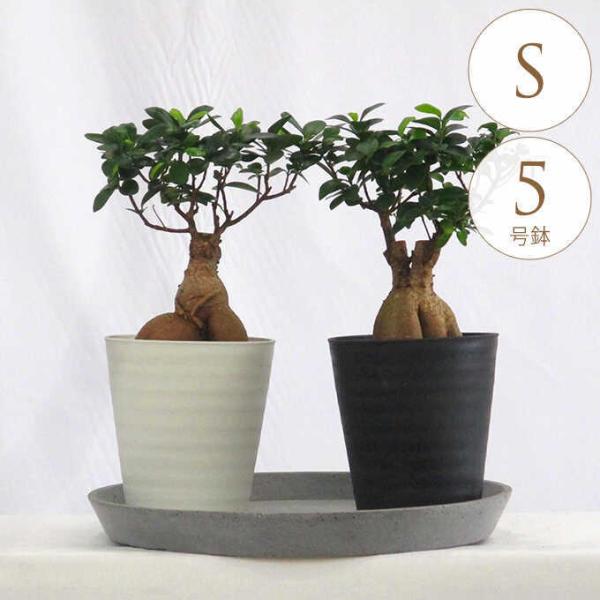 観葉植物 ガジュマル S 5号鉢 植物 5号 インテリア 室内 リビング 屋外