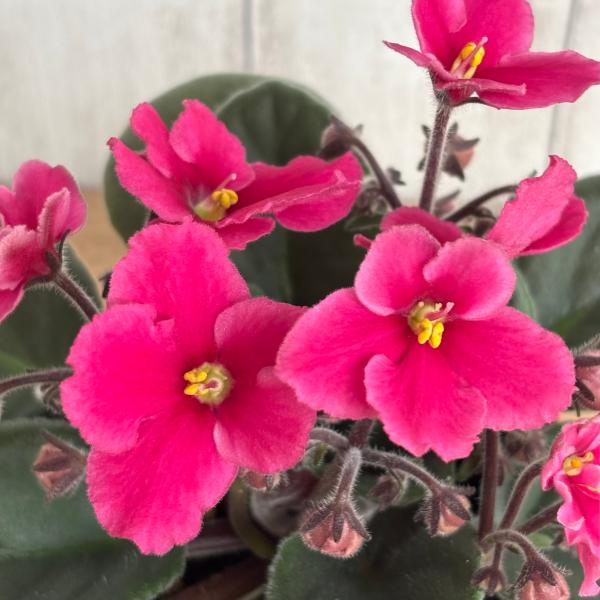 セントポーリア 「ジェシカ」 開花株 3.5号 : フラワーショップ