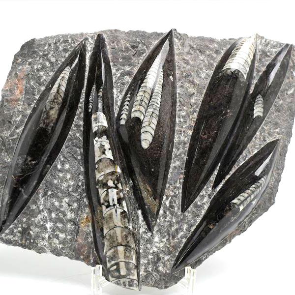 オルソセラス 直角貝 化石 プレート（約1755g）スタンド付き モロッコ