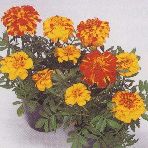 花の種（営利用）マリーゴールド フレンチ種 サファリ ボレロ 1l